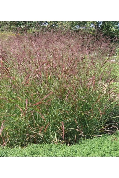 Panicum virgatum `Haans Herms`